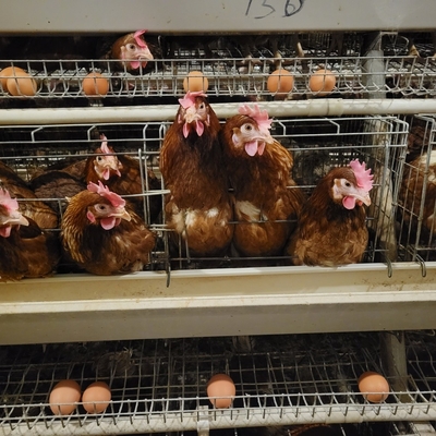 بطارية المعدن طبقة الحيوانات قفص الدجاج لوضع بيض الدجاج