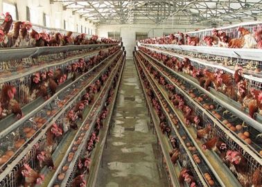 Q235 منخفض الكربون الصلب سلك شبكة طبقة قفص الدجاج لتربية الدواجن