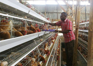 تنزانيا مزرعة 4 طبقات طبقة قفص الدجاج البطاريات ، نظام قفص الدواجن