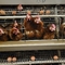 بطارية المعدن طبقة الحيوانات قفص الدجاج لوضع بيض الدجاج