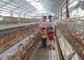 H نوع المجلفن التلقائي bettery الدواجن مزرعة قفص الدجاج لسوق جنوب أفريقيا