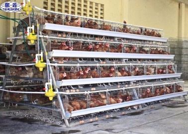 10000 طبقة بيضة دجاج قفص / مزرعة دواجن طبقة قفص خدمة حسب الطلب