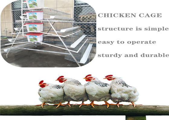 5 طبقات الزراعة Q235 قفص تربية الدجاج