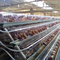 تربية الدواجن 3 طبقات قفص الدجاج وضع البيض Q235 شبكة أسلاك الفولاذ