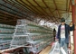 3 طبقات 4 غرف 500-1000 طيور أقفاص تربية دواجن لمزارع الفلبين