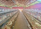 مزرعة الدجاج قفصات ذات طبقة آلية 3 مستويات و 4 مستويات للدواجن