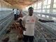 Q235 Layer Chicken Battery أقفاص تغذية الدجاج لمزارع الدواجن