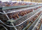 أقفاص الدجاج طبقة شبكة سلكية قفص البطارية مع نظام تغذية الدجاج التلقائي