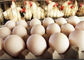 قفص دجاج طبقة طبقة PVOC سلك أوتوماتيكي 10000 طائر