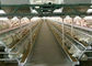 مزرعة بطارية أوتوماتيكية Q235 أقفاص دجاج دواجن