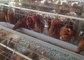 قفص دجاج بطبقة مجلفنة متين وواسع 128 طائرًا لتربية مزرعة الدواجن