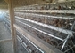 H نوع المجلفن التلقائي bettery الدواجن مزرعة قفص الدجاج لسوق جنوب أفريقيا
